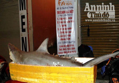Cận cảnh chú cá mập dài 1,5m và nặng gần 100kg